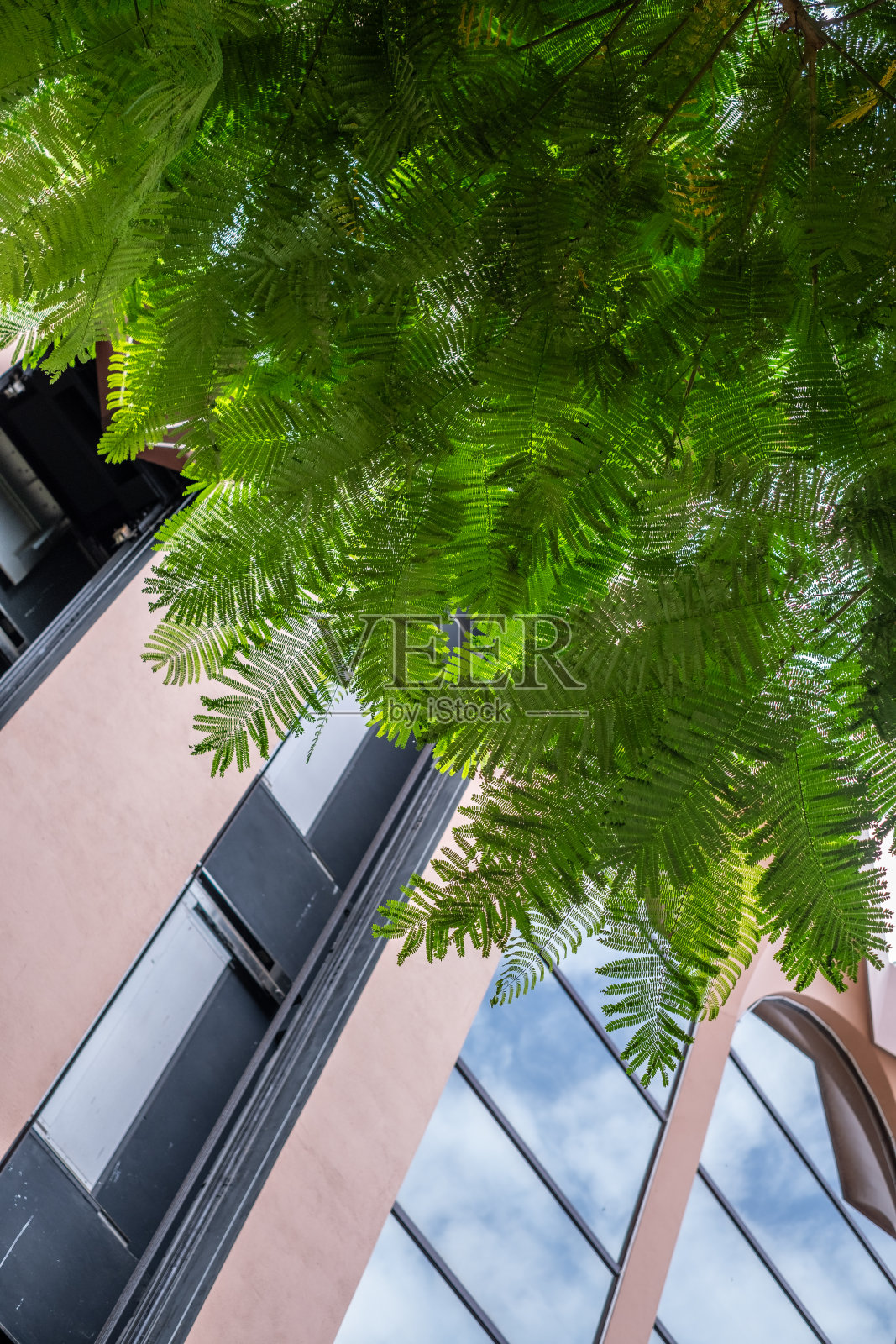 绿叶映衬着现代建筑照片摄影图片