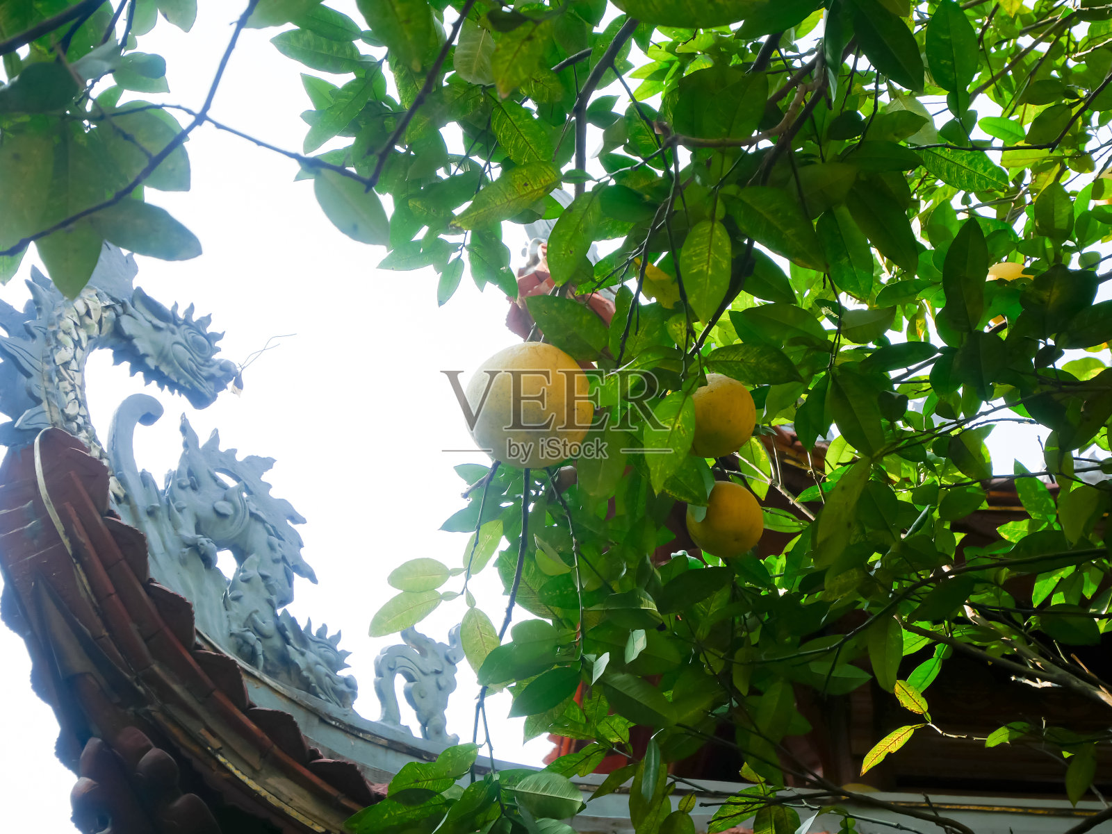 在越南河内，典型的亚洲寺庙有龙雕像装饰，柚子树上挂着深黄的柚子，准备收割，混合了宗教和自然环境照片摄影图片