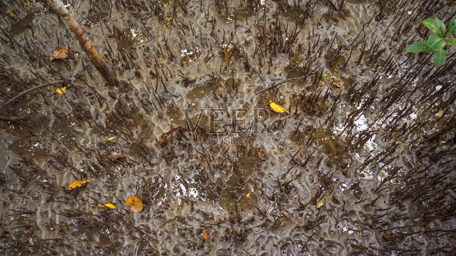 热带红树林的根。红树林树的根在水中。红树根部生长在水中，是红树森林。照片摄影图片