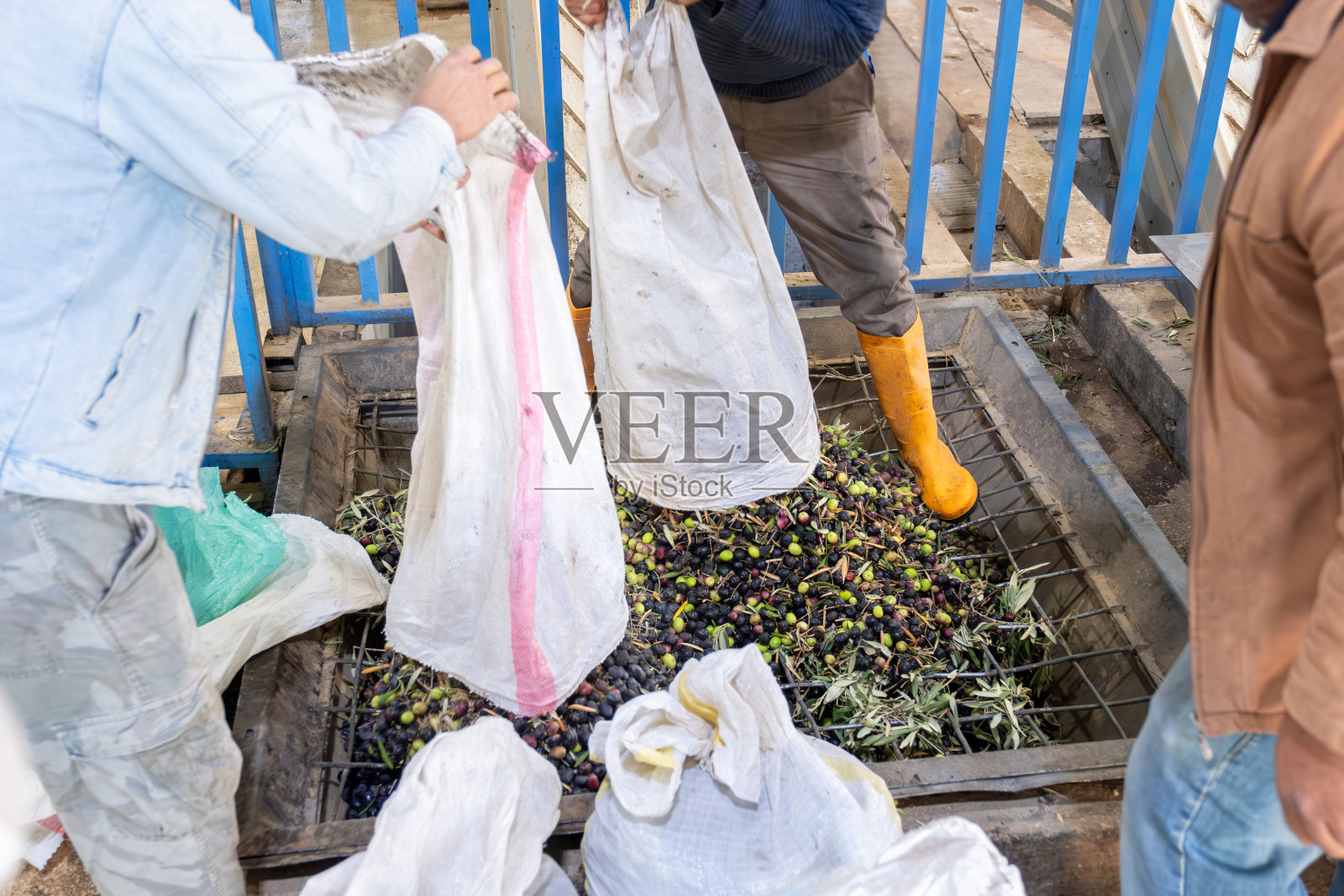 工人们将橄榄放入压榨机中以生产油照片摄影图片