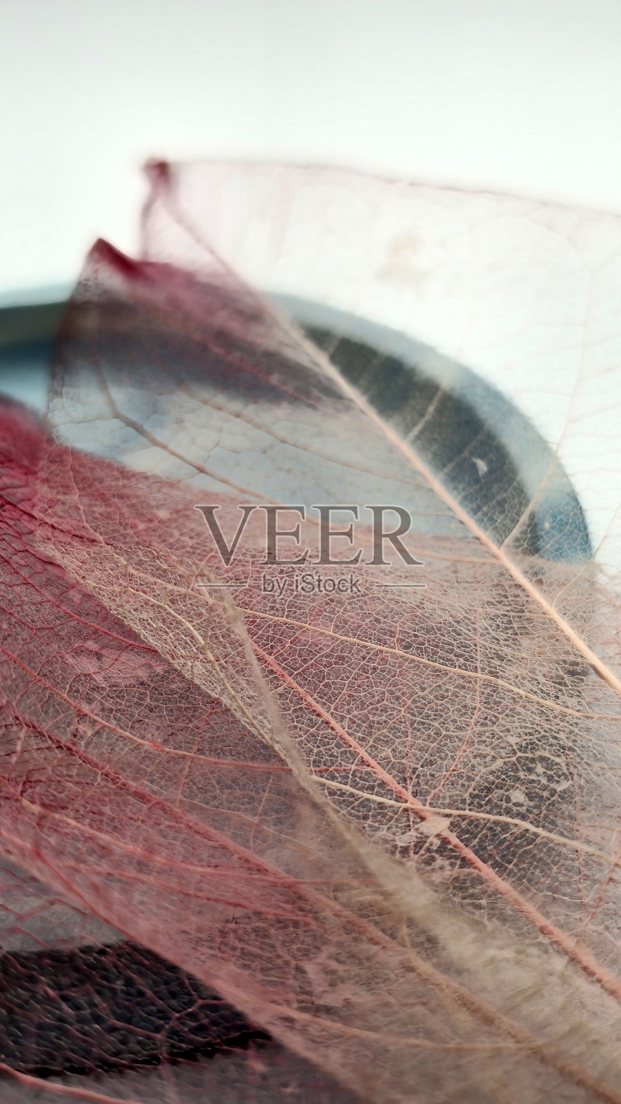 粉红色和白色的纤维叶片，透明的脉状结构，特写与纹理细节。照片摄影图片