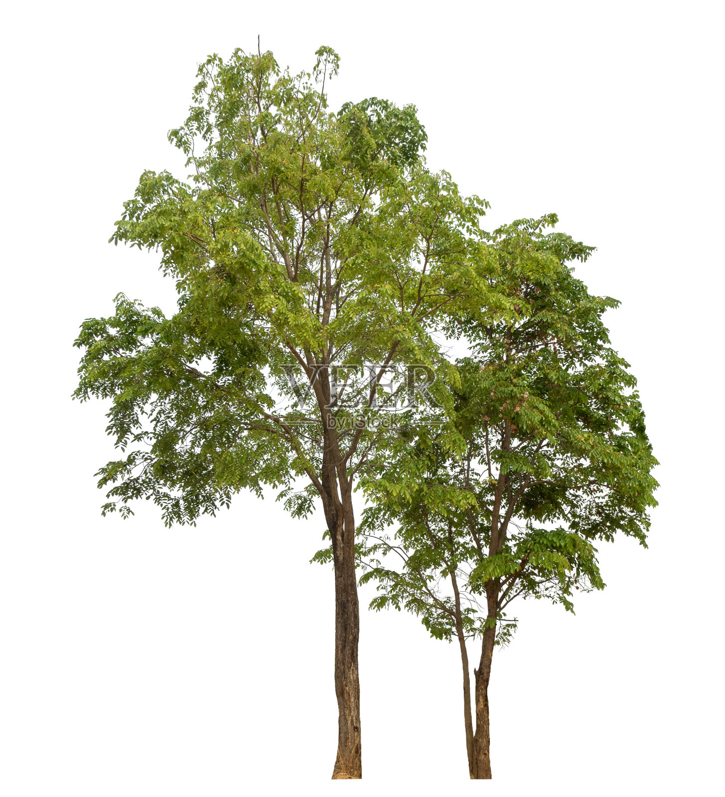 绿树孤立在白色背景上。照片摄影图片