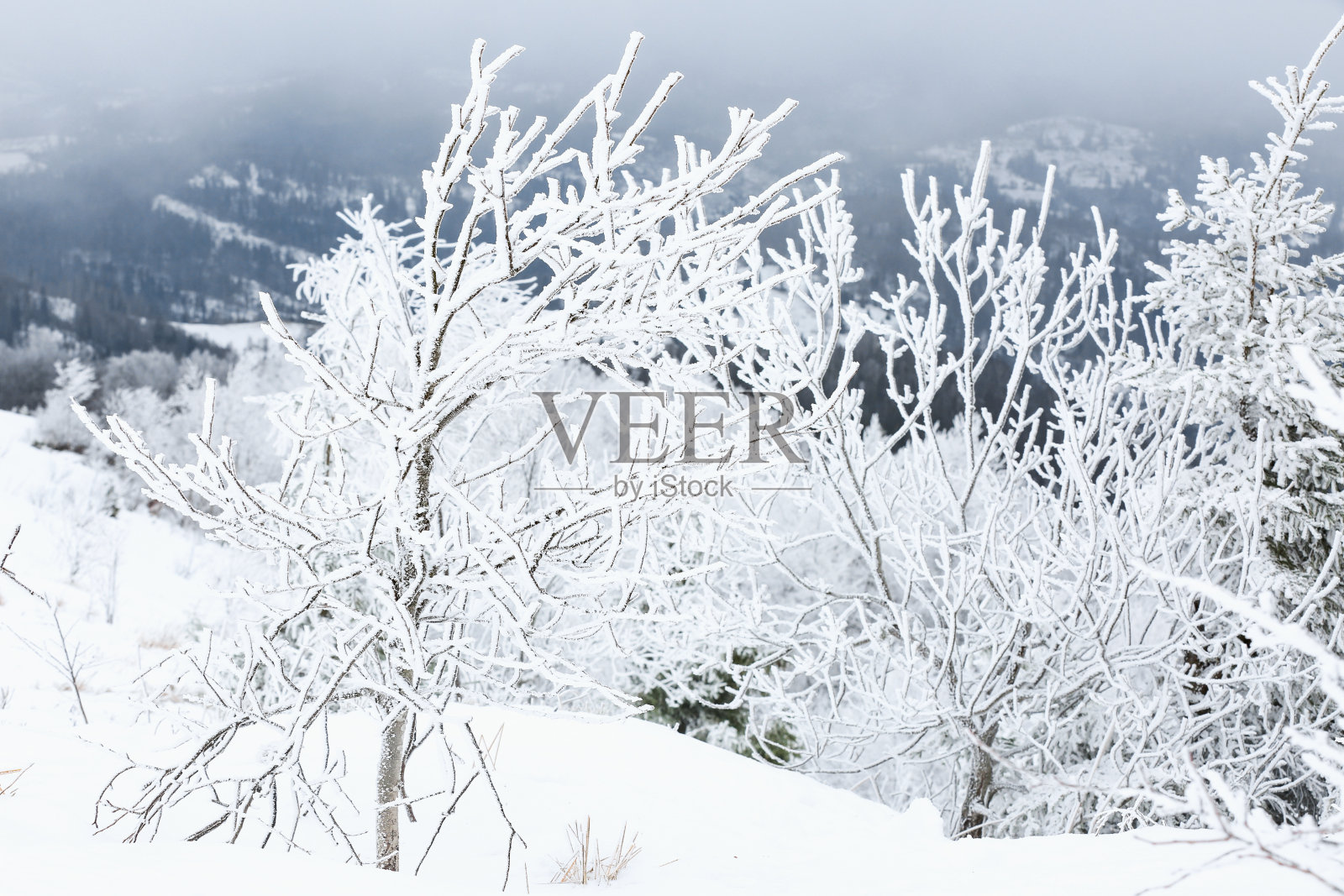 冬日的雪山上，树木被白霜覆盖的美丽景色照片摄影图片