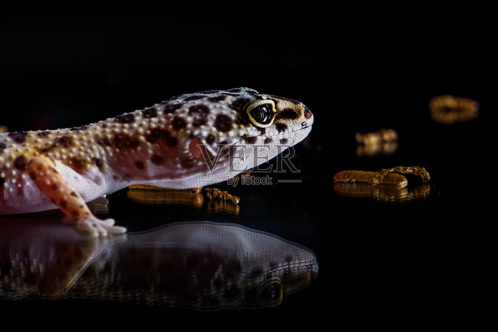 豹壁虎爬行动物孤立在黑色背景照片摄影图片
