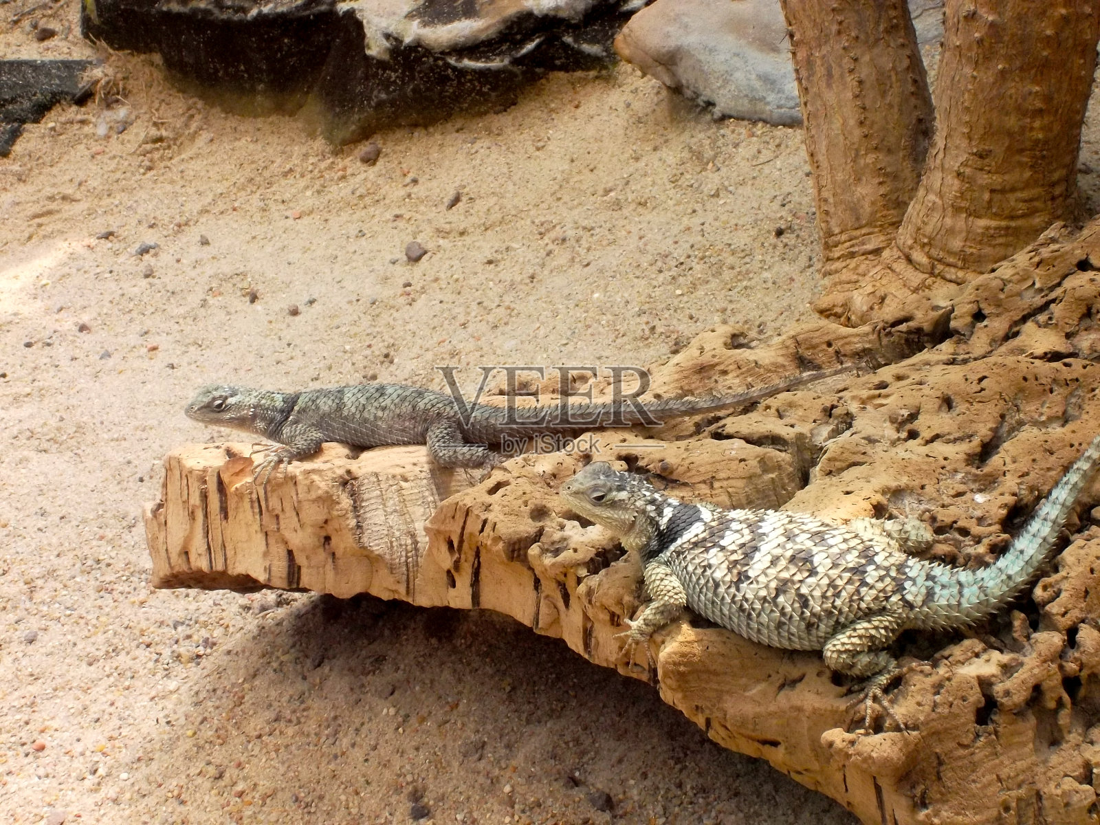 蜥蜴照片摄影图片