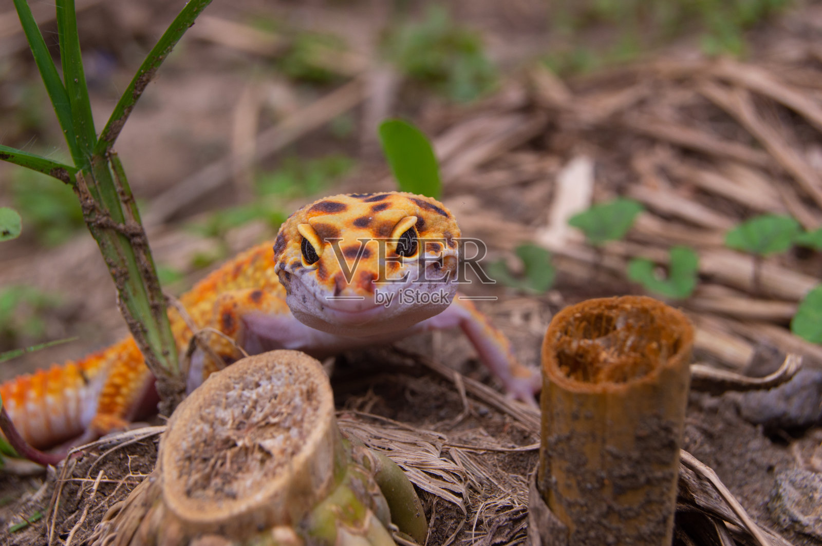 地面上一只橙色豹纹壁虎的特写照片摄影图片