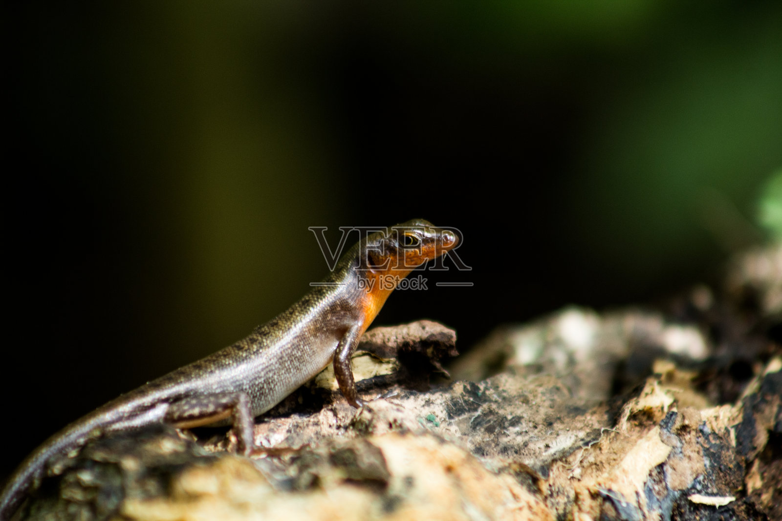 Carlia nigrauris照片摄影图片