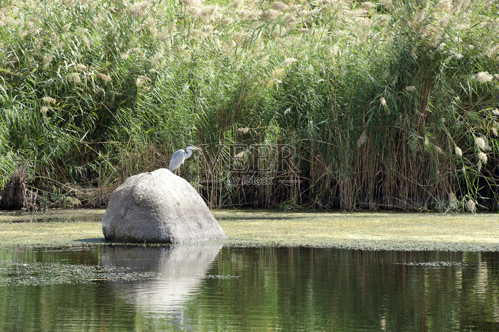 阿斯旺浅水岩石区尼罗河上游的野生苍鹭照片摄影图片