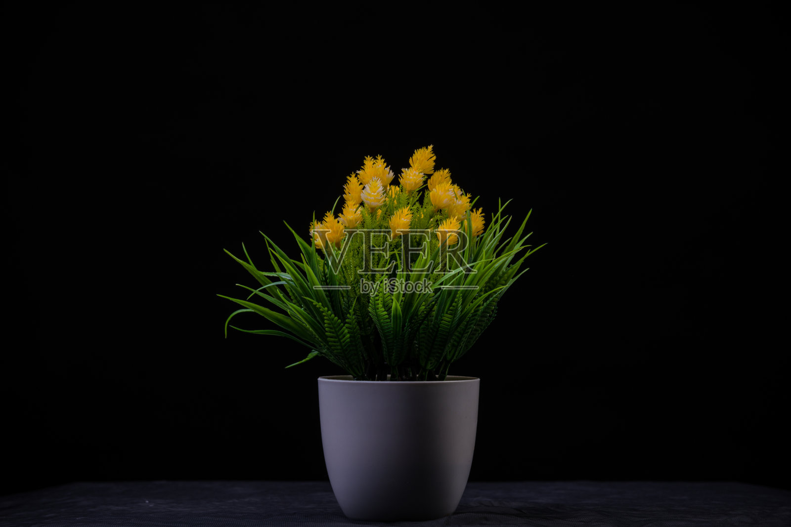 静物花照片摄影图片