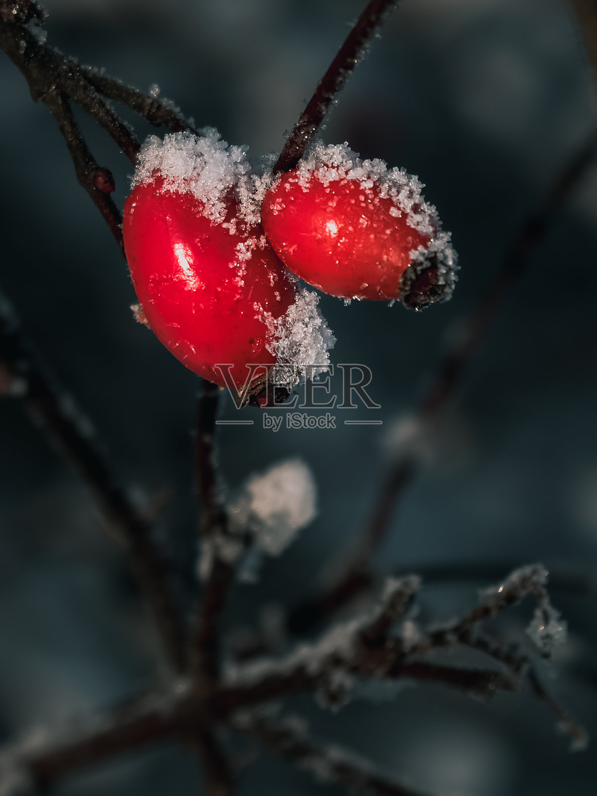 严寒中的玫瑰果照片摄影图片