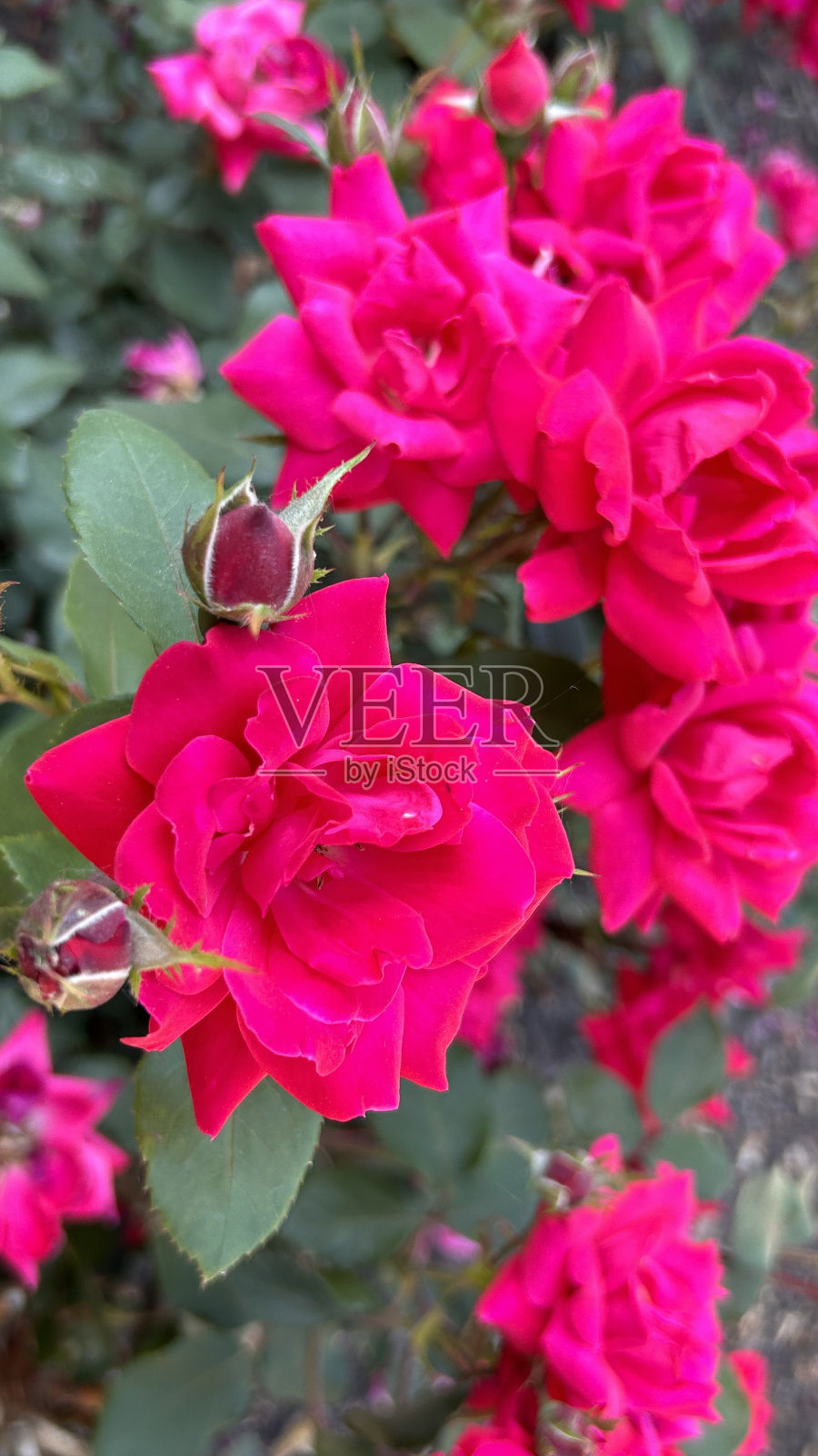 粉红色的花朵照片摄影图片