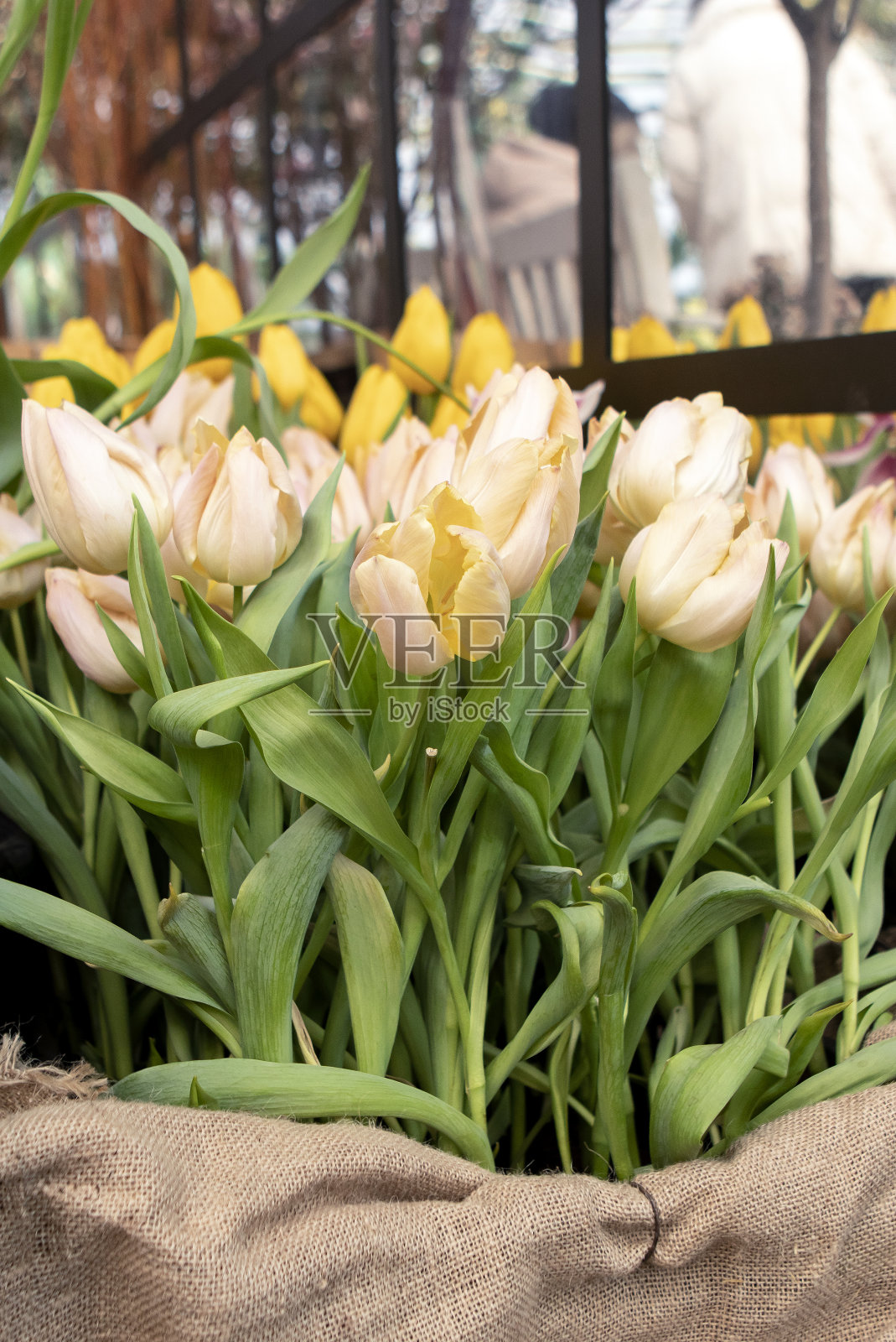 郁金香在春天的花园里开花照片摄影图片