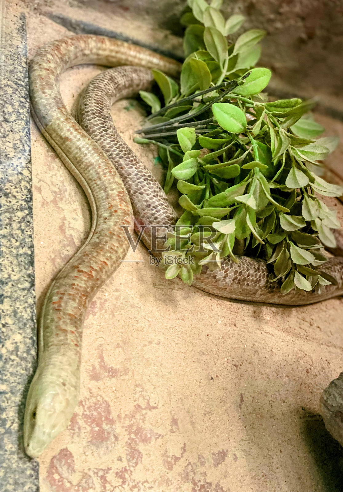一张蛇躺在桌子上放着一束树叶的照片。照片摄影图片