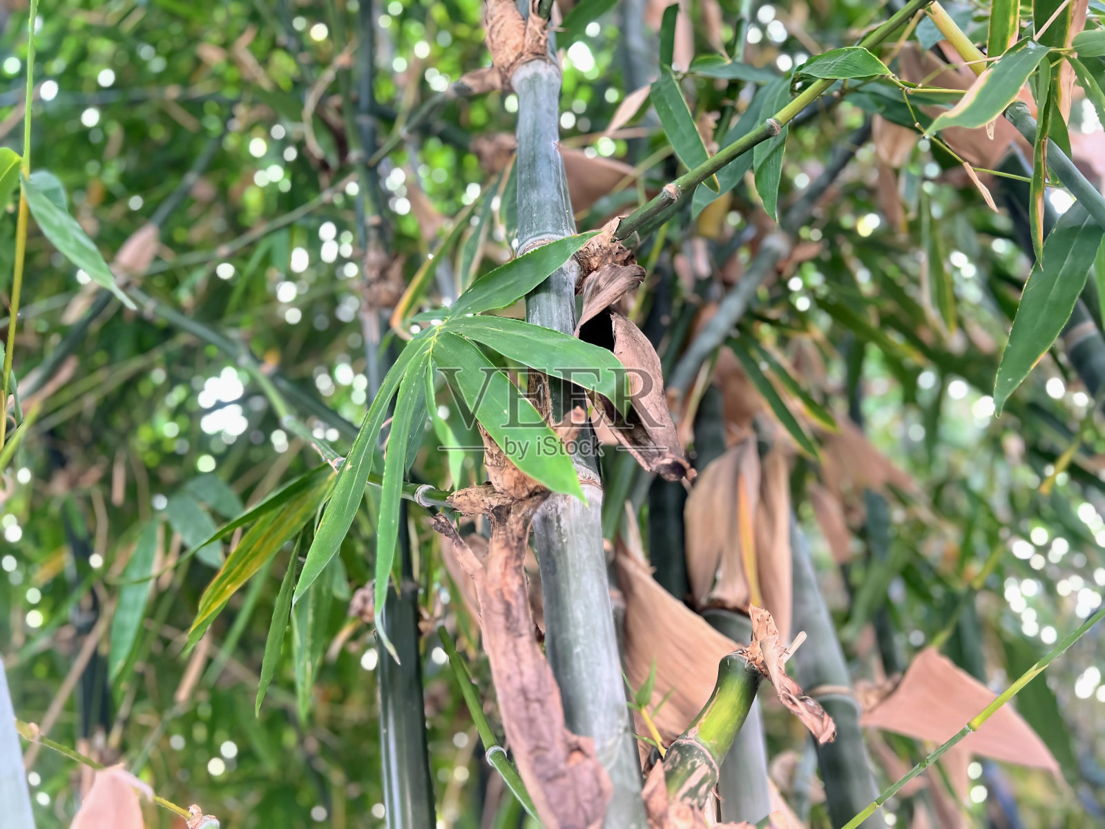 一棵竹子的照片，上面栖息着一只鸟。照片摄影图片