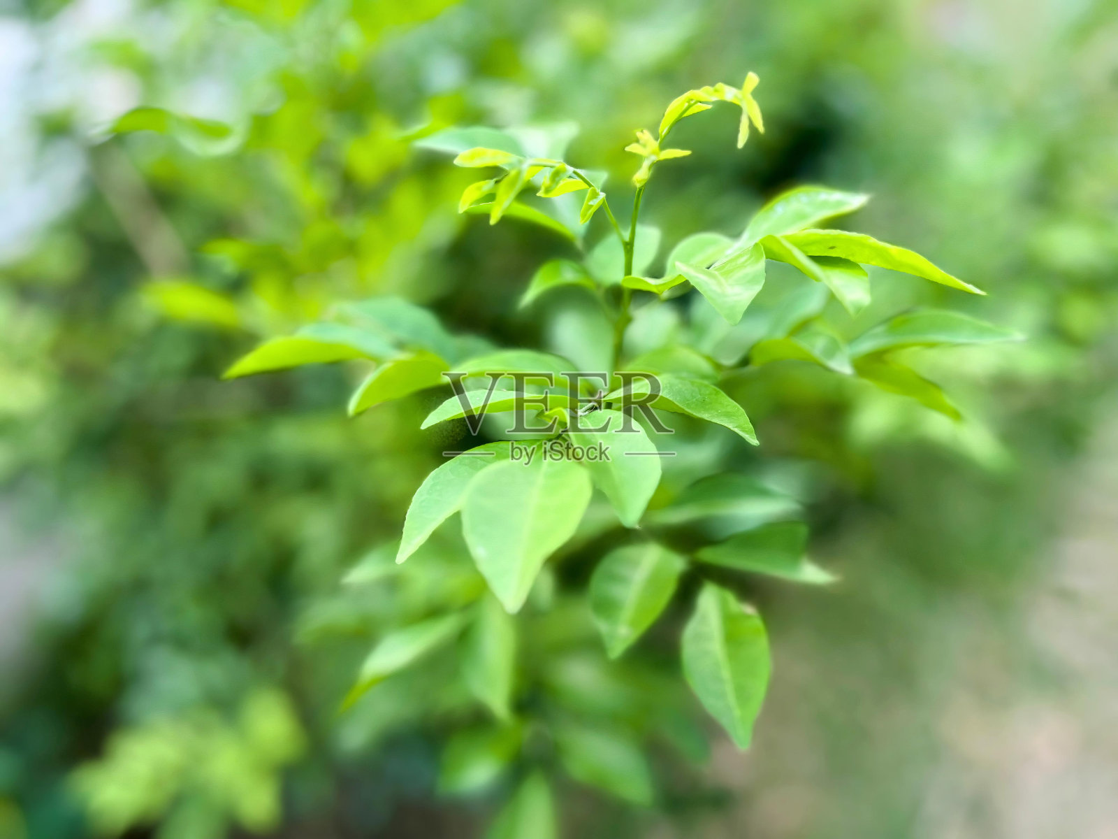 一张植物的照片，有绿色的叶子和模糊的背景。照片摄影图片