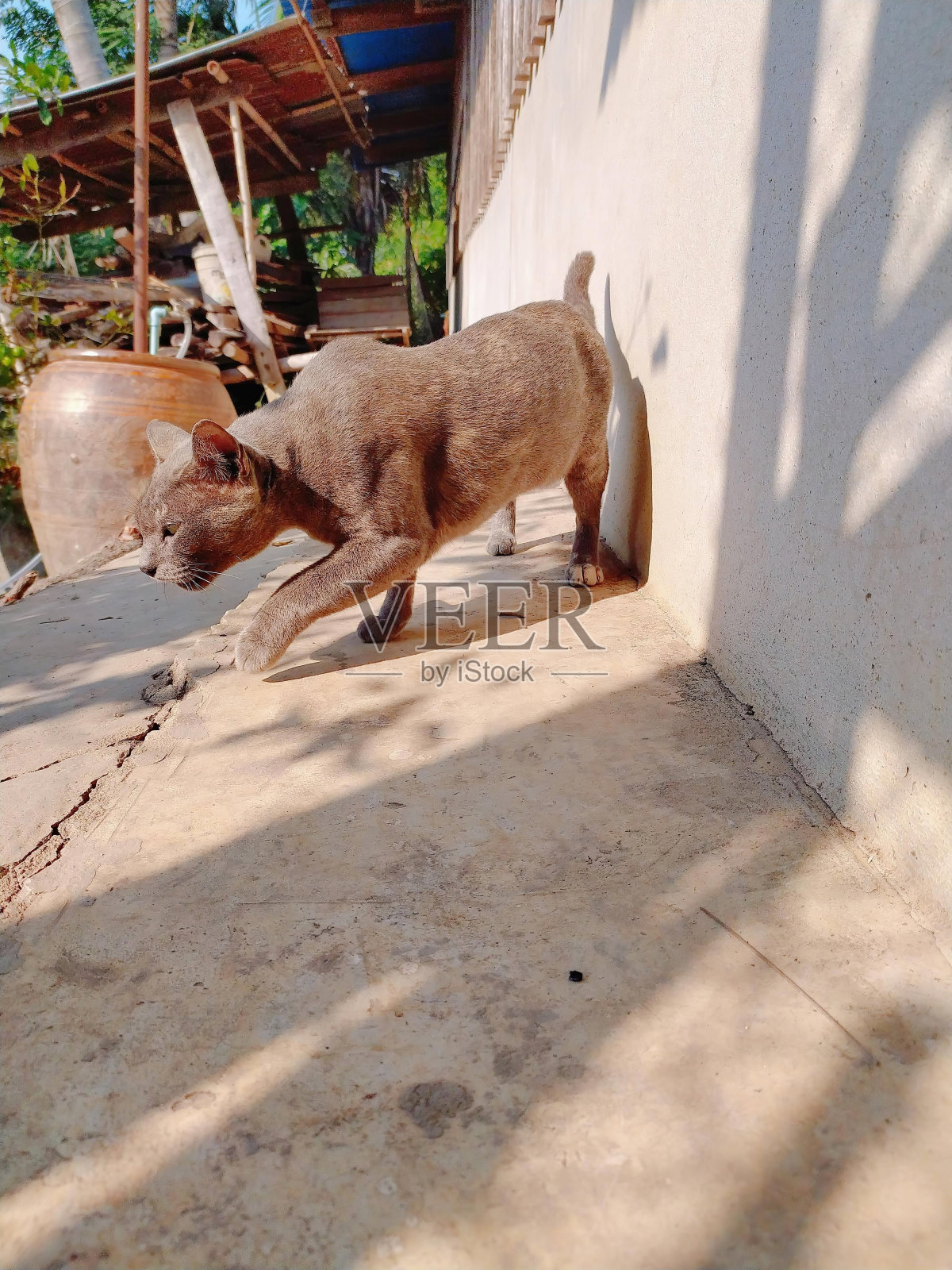一条狗在建筑物附近的人行道上奔跑的照片。照片摄影图片