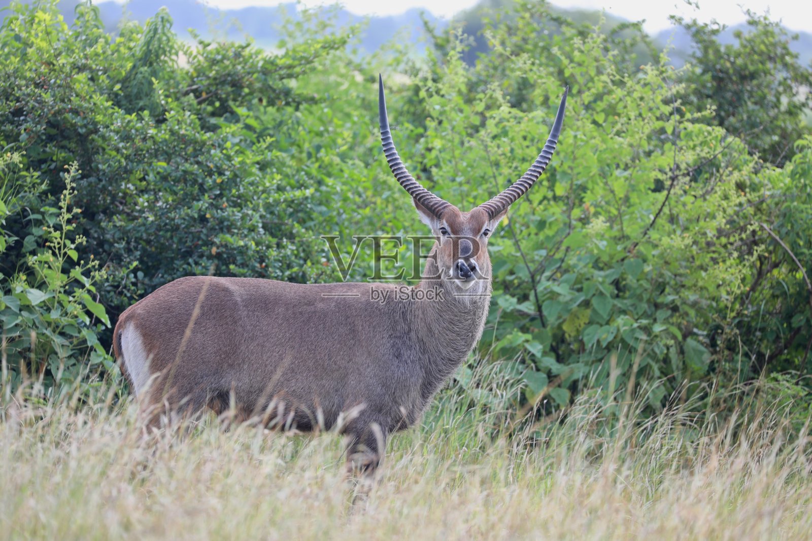 非洲大羚羊照片摄影图片