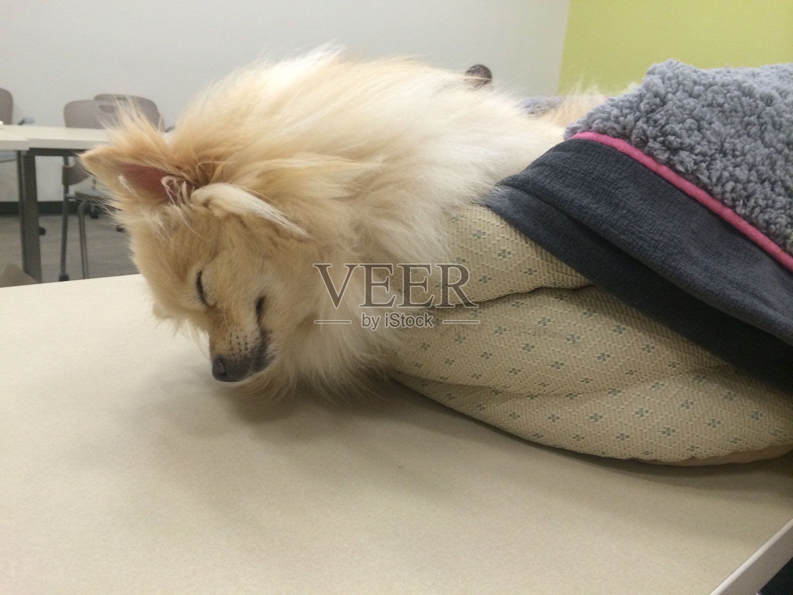 可爱的波美拉尼亚狗睡在工作桌上的毯子里照片摄影图片