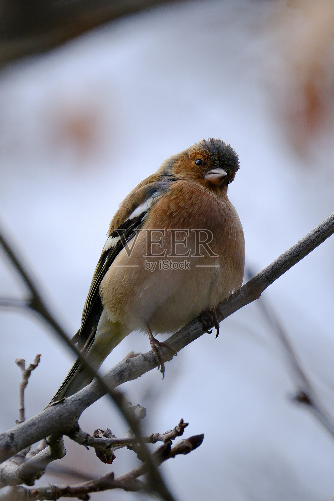 雀科照片摄影图片