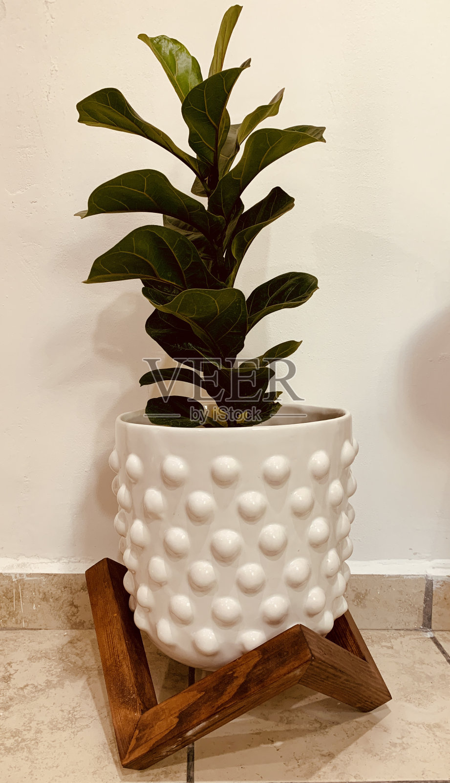 把它种在桌子上的花盆里照片摄影图片