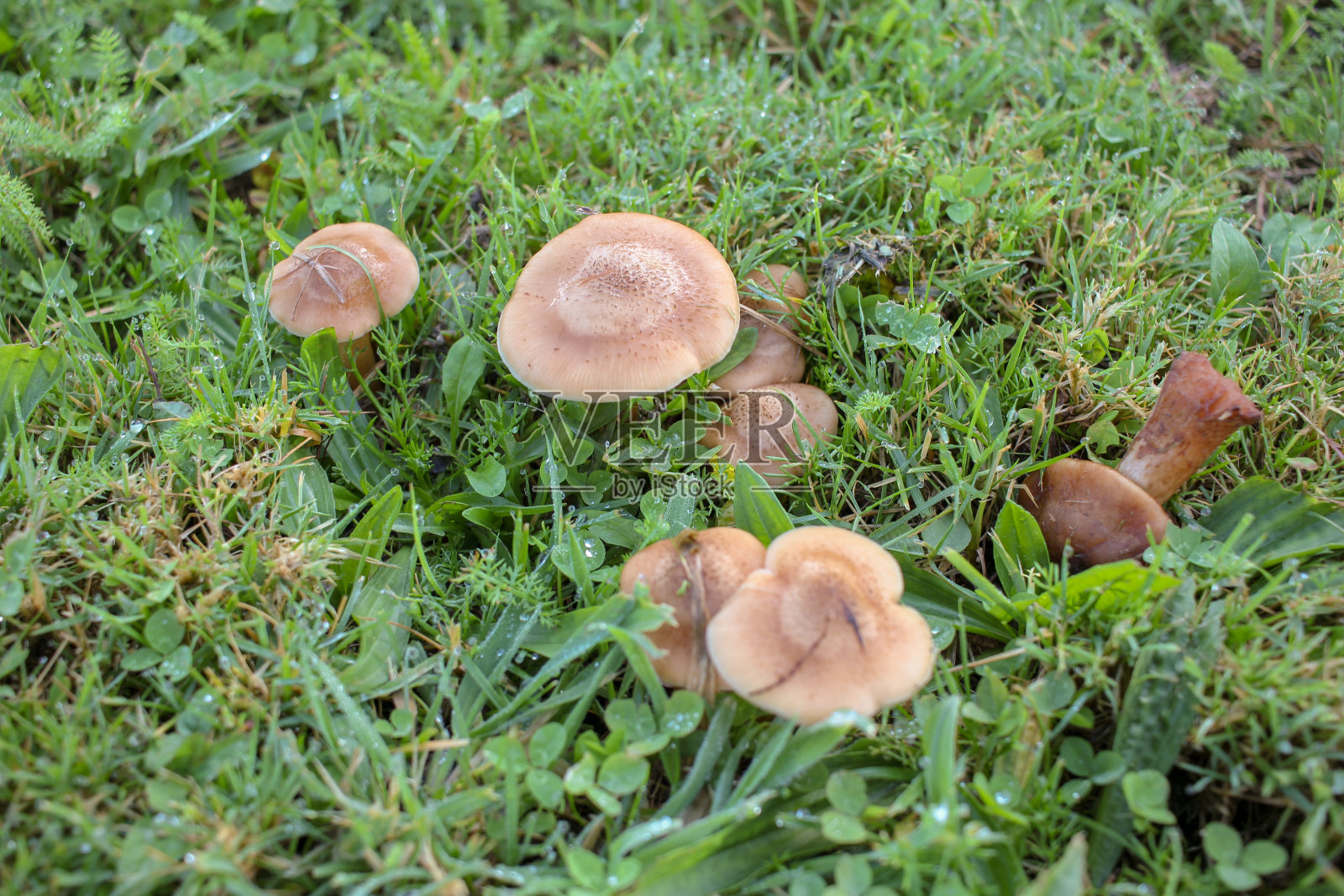 田野里的野蘑菇照片摄影图片