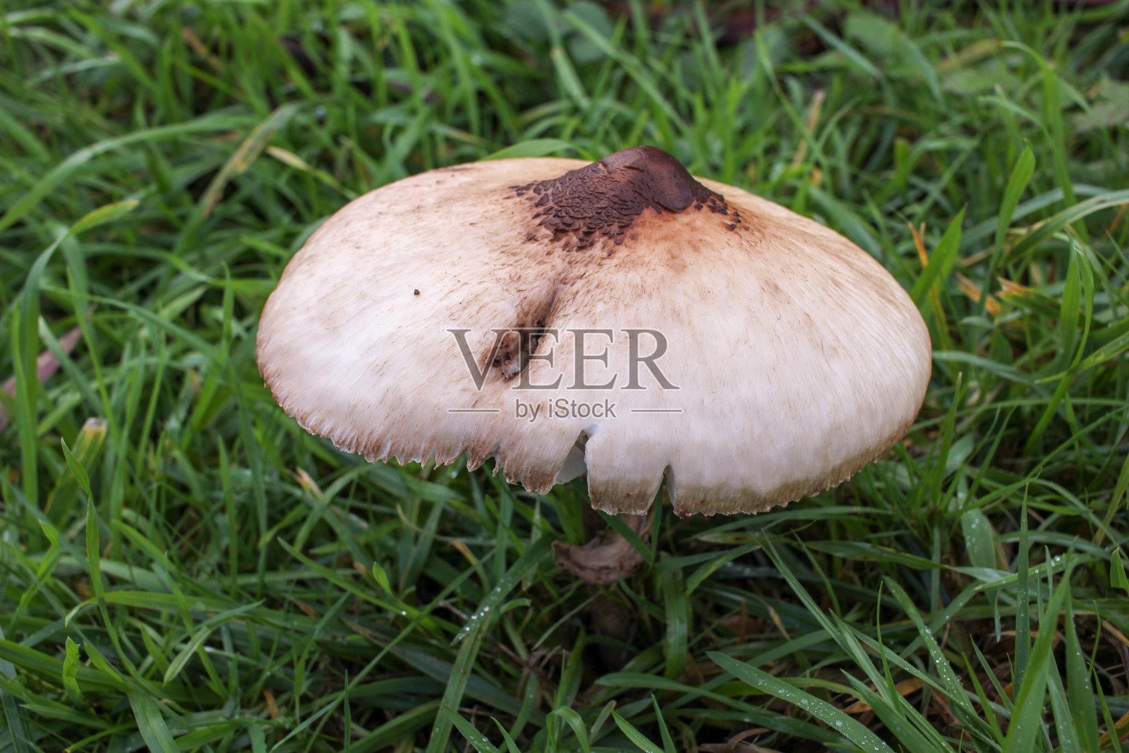 高海拔地区的真菌奇观照片摄影图片