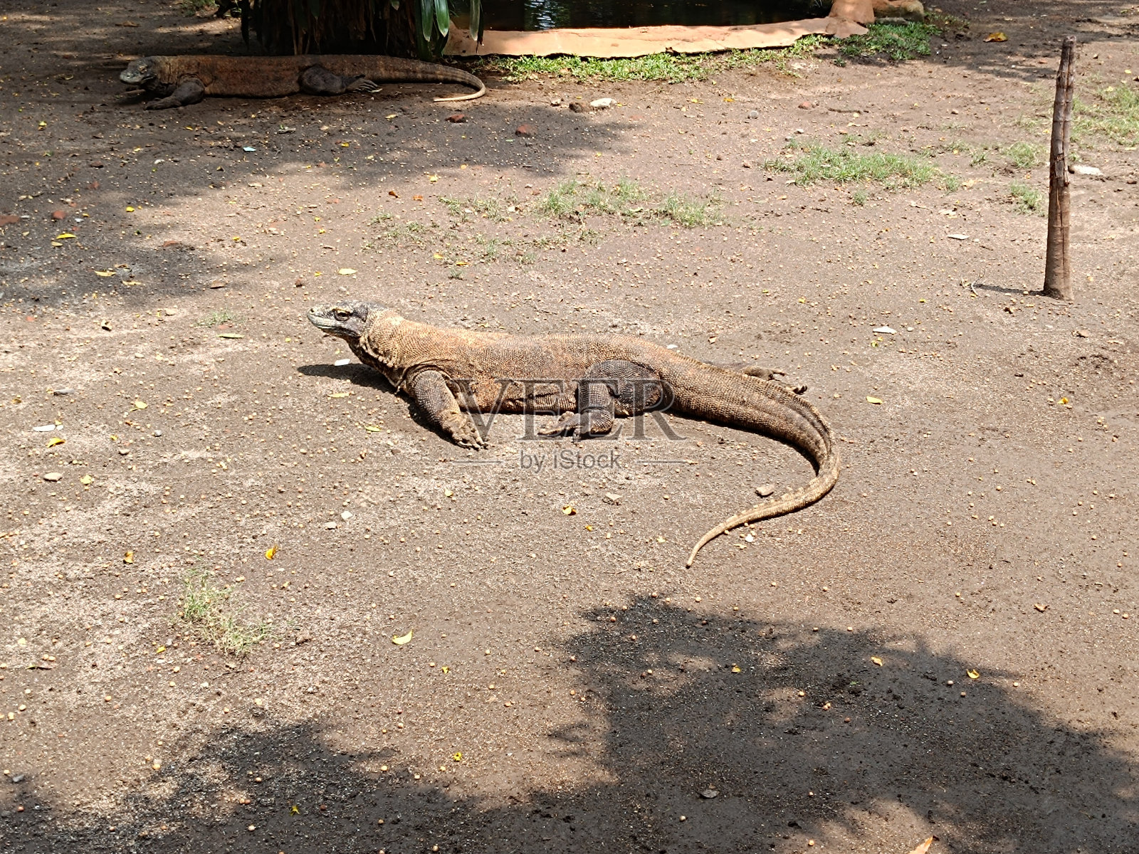科摩多龙照片摄影图片