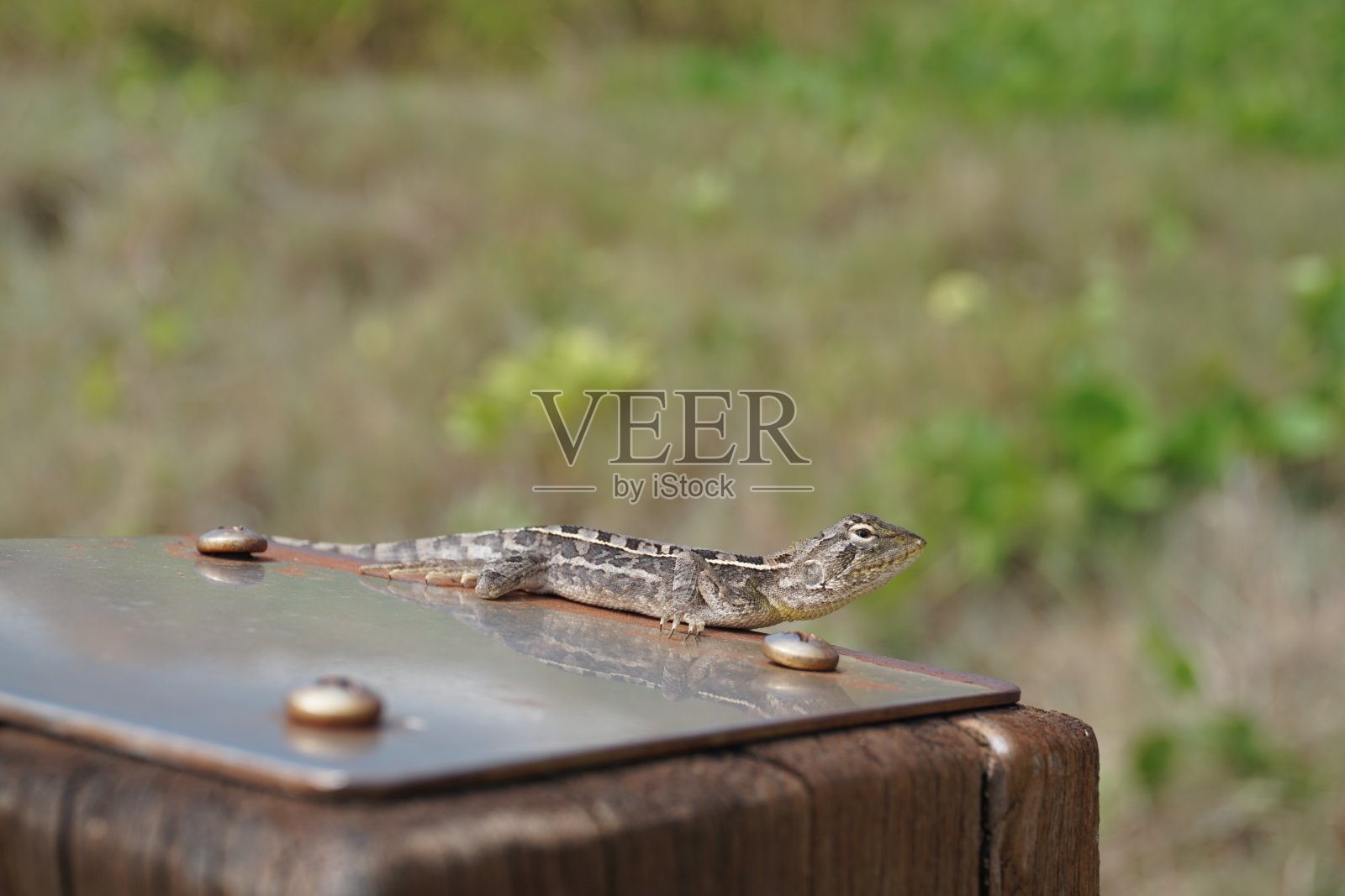 在澳大利亚昆士兰州，一只澳大利亚本土蜥蜴小Jacky dragon (amphibolurus muricatus)坐在一根杆子上的微距照片照片摄影图片