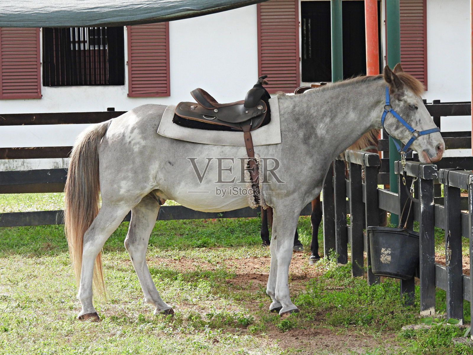马(Equus ferus caballus) -等待一个孩子骑着他绕圈照片摄影图片