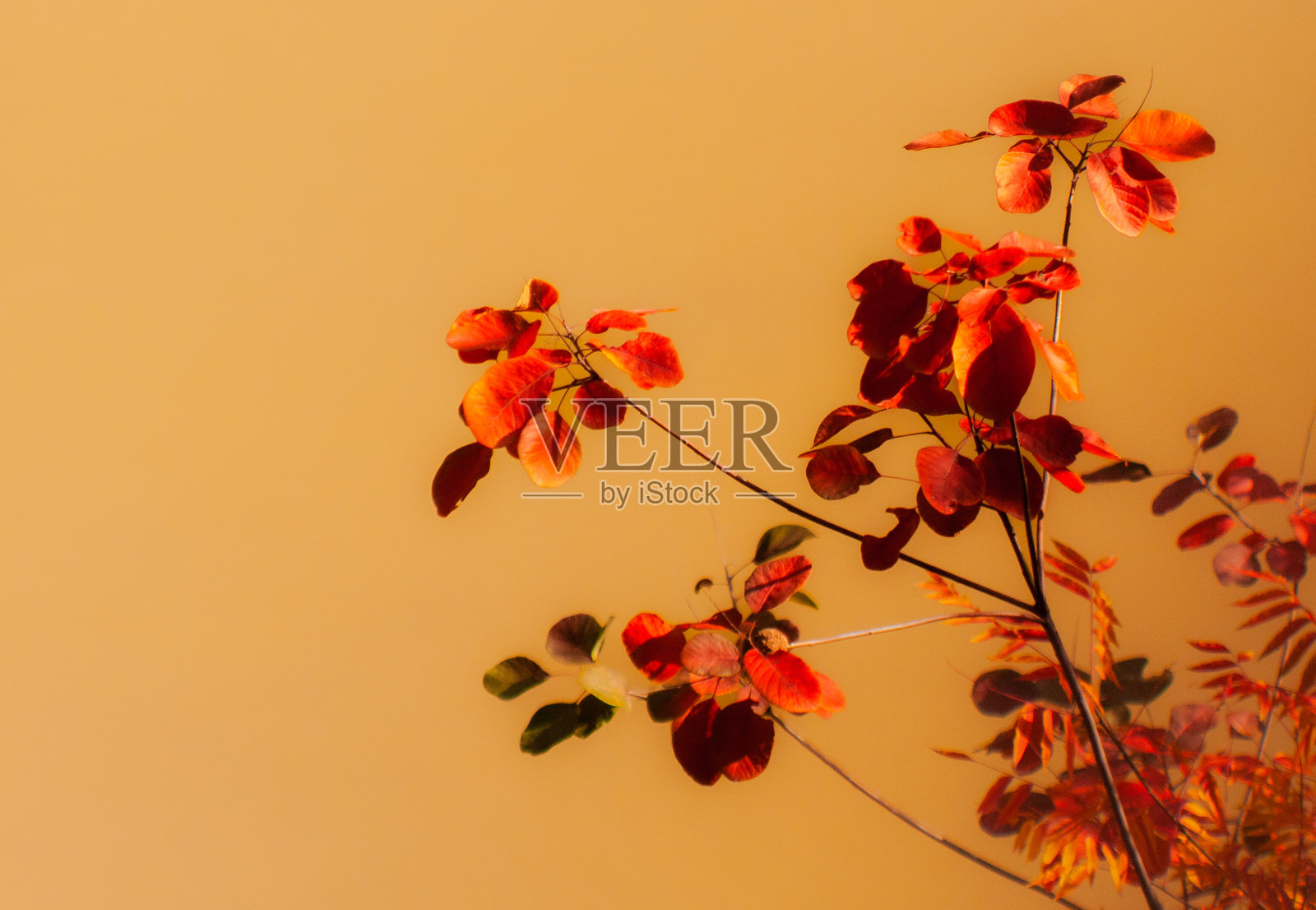 红色leaves2照片摄影图片