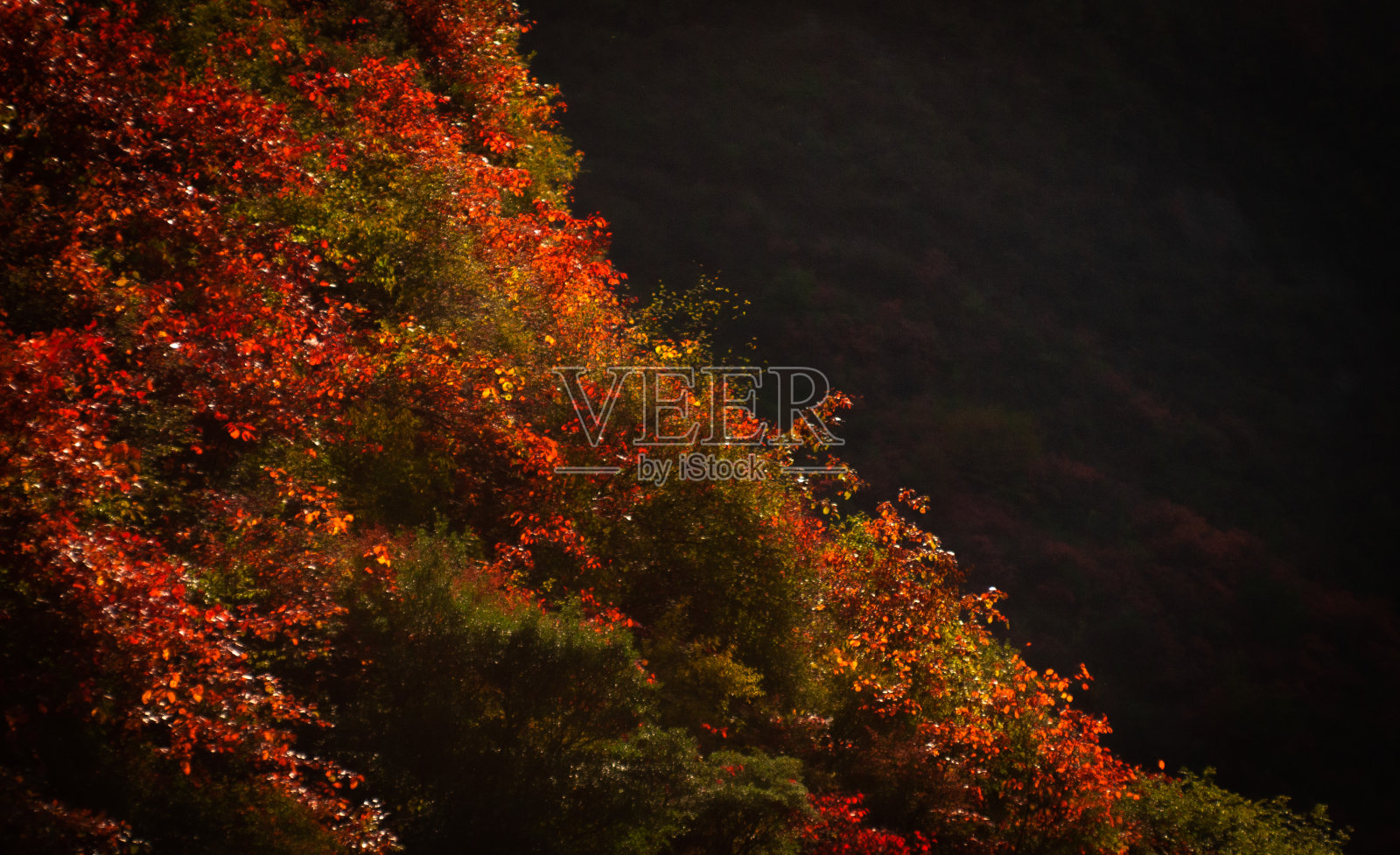 秋天照片摄影图片