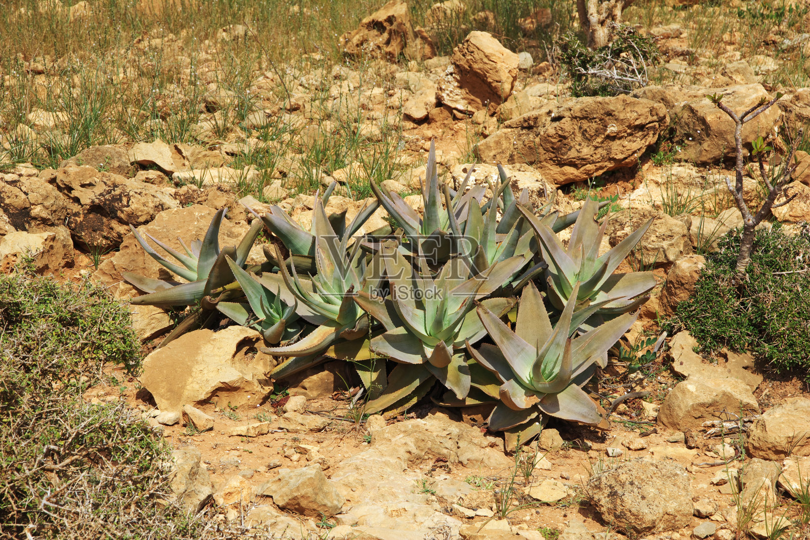 索科特拉岛Homhil高原植物，也门，印度洋照片摄影图片