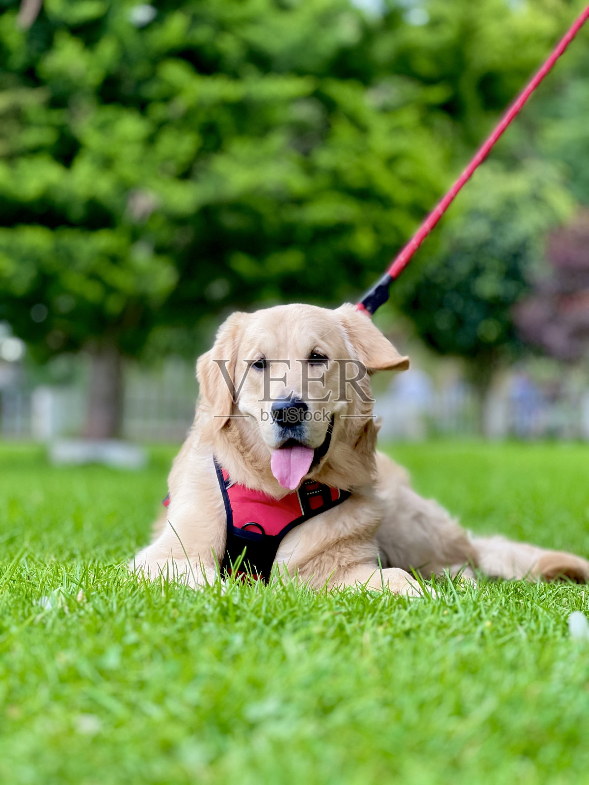 一只金毛猎犬用红色的皮带躺在草地上照片摄影图片