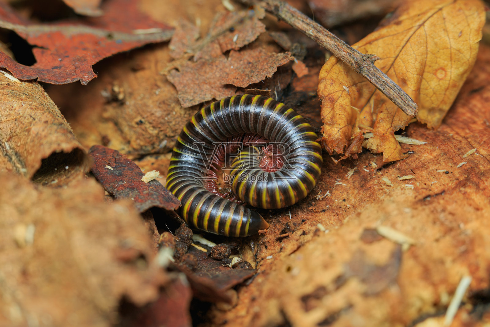 一只黄带千足虫(Anadenobolus monilicornis)蜷缩在落叶堆里成球照片摄影图片