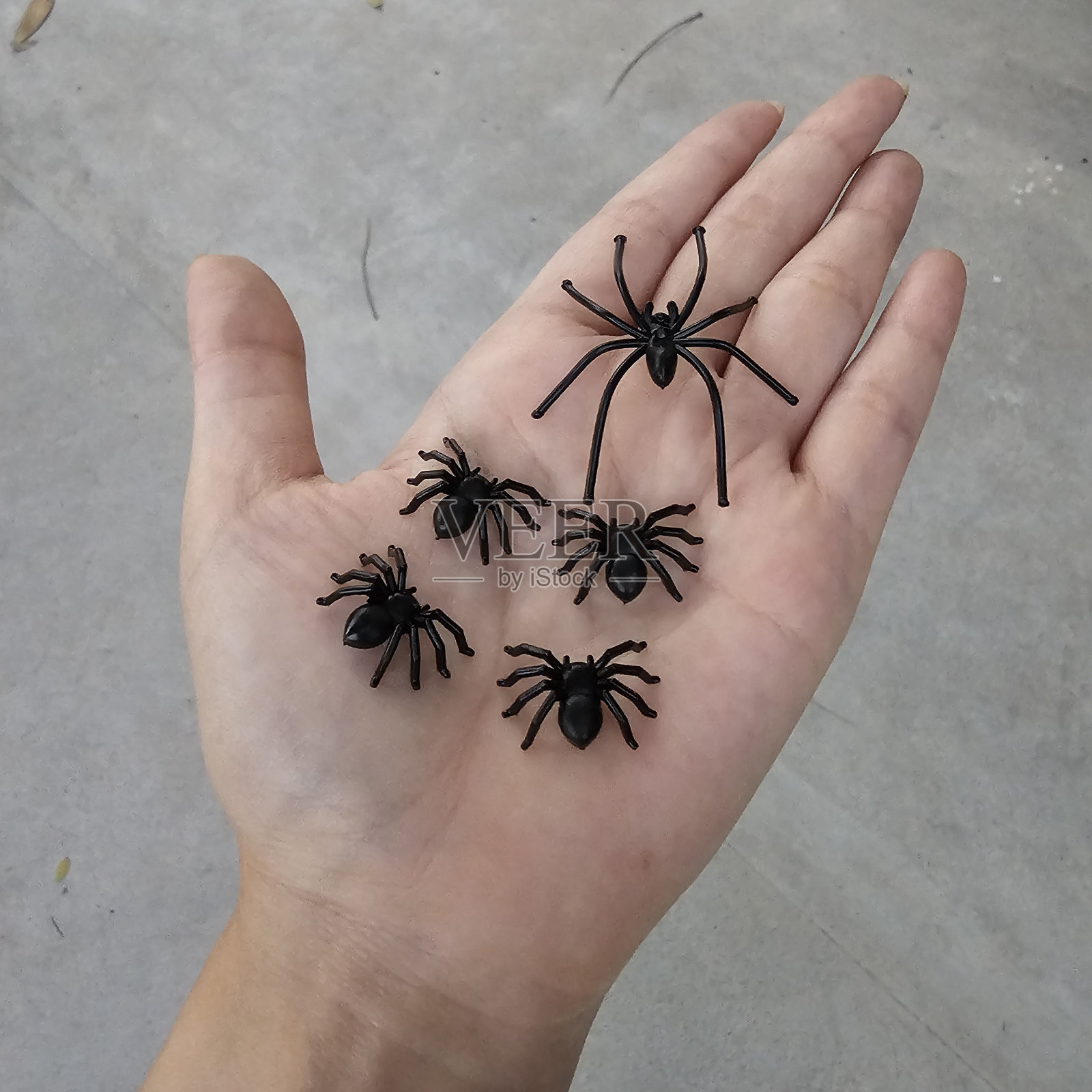 假蜘蛛照片摄影图片