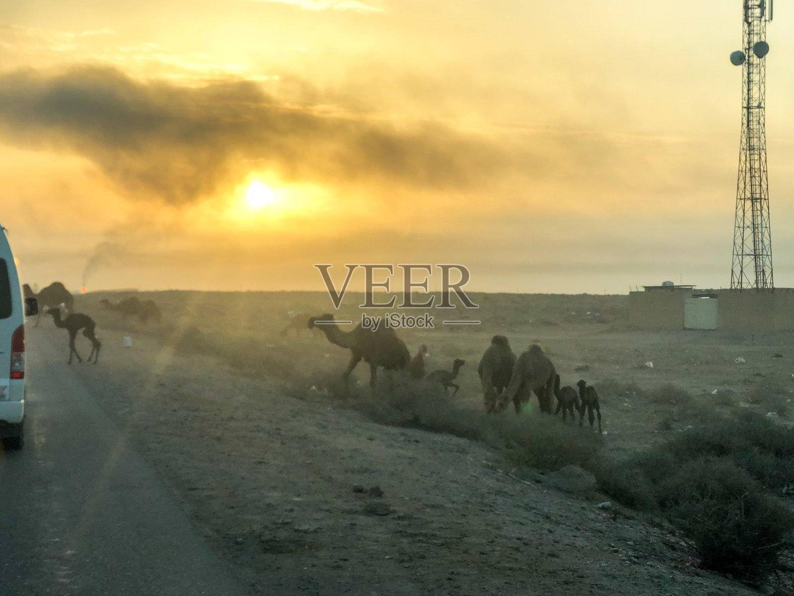 油田里穿越沙漠公路的骆驼照片摄影图片