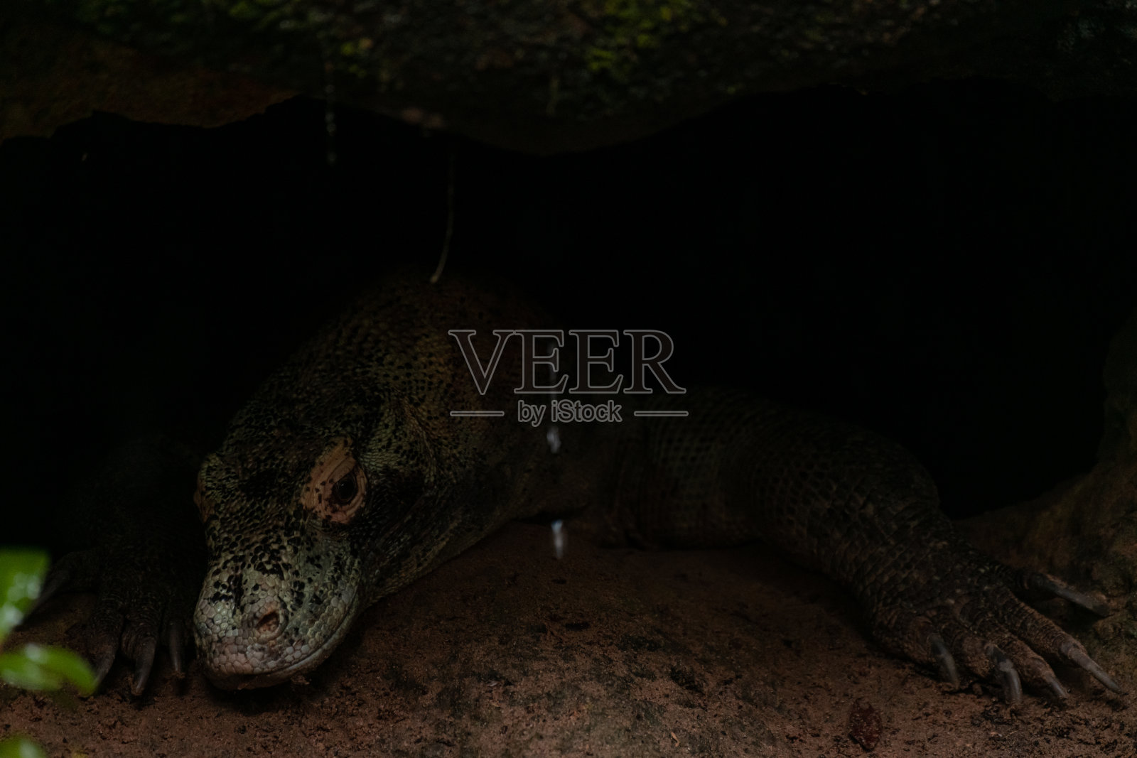 科莫多国家公园，隐藏在岩石下的科莫多巨龙照片摄影图片