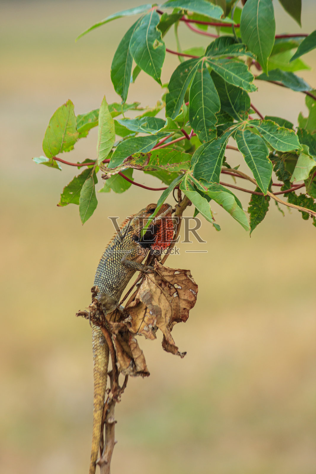 花园变色龙照片摄影图片