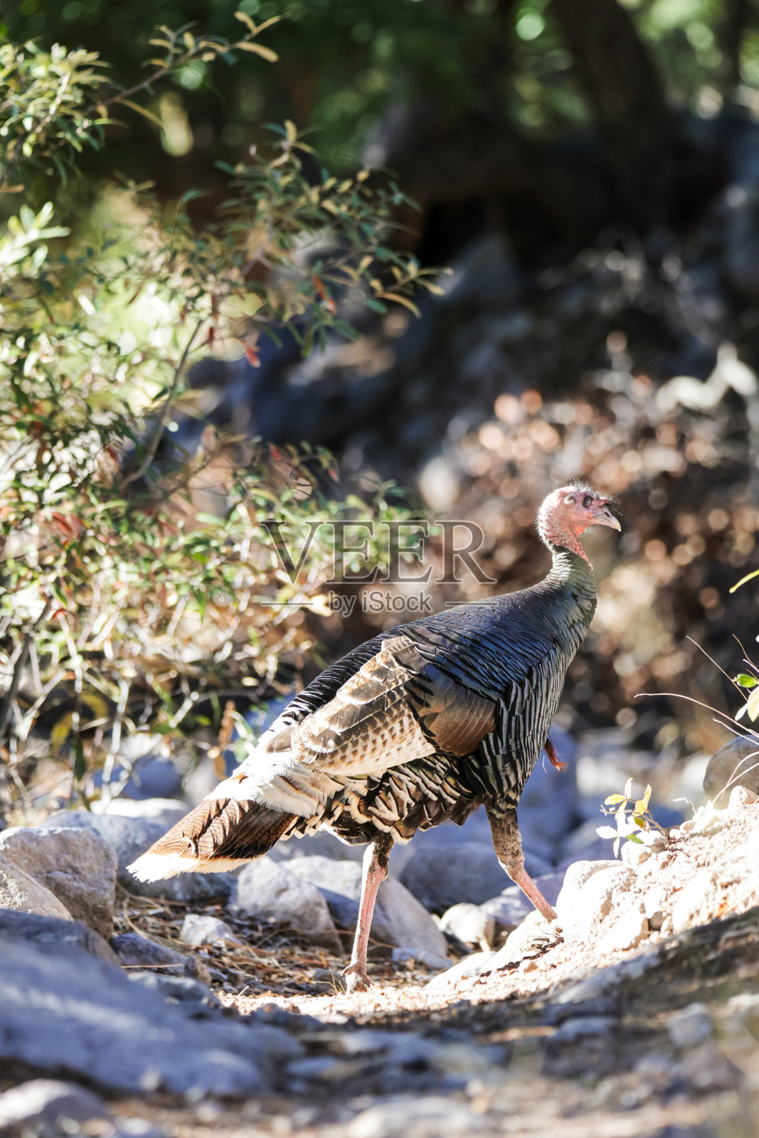 古尔德的土耳其奇里卡瓦国家纪念碑照片摄影图片