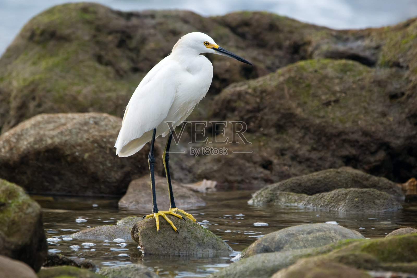 一只雪白的白鹭站在水中，四周是长满青苔的岩石。照片摄影图片