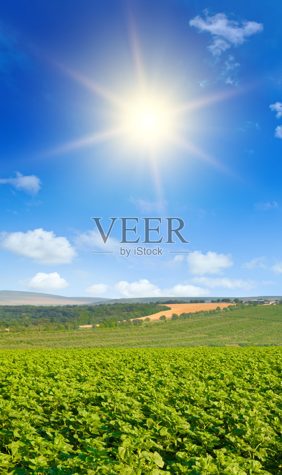 绿色的向日葵田和蓝天上的太阳。垂直的照片。照片摄影图片