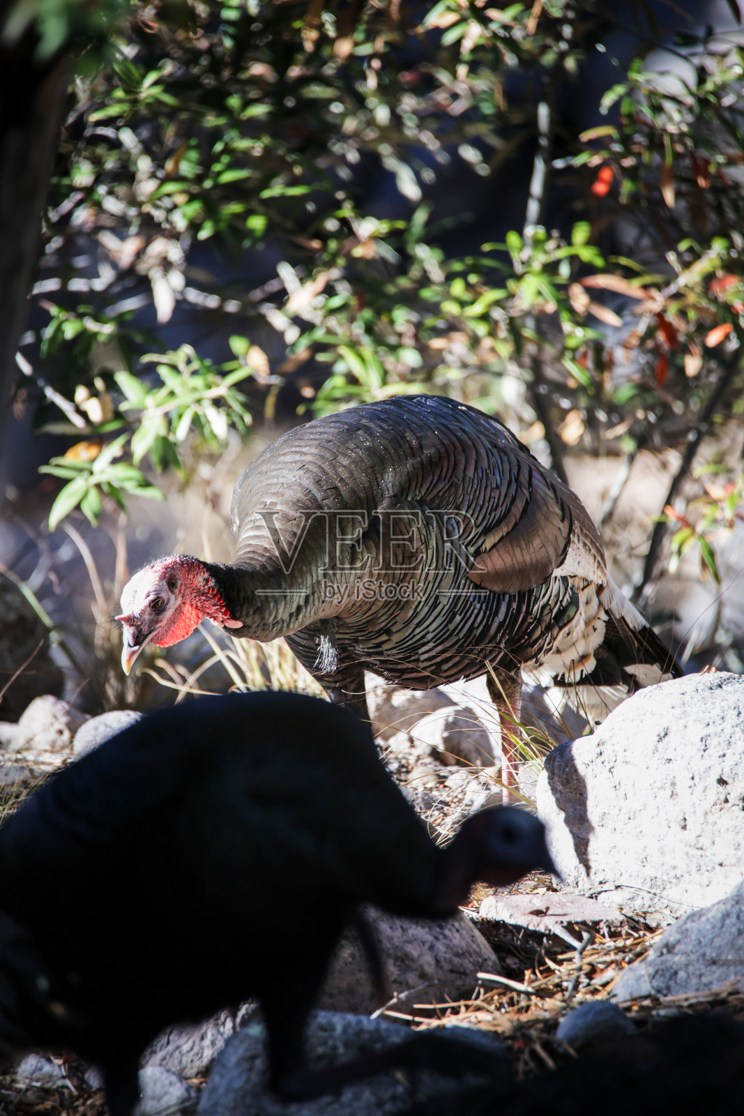 古尔德的土耳其奇里卡瓦国家纪念碑照片摄影图片