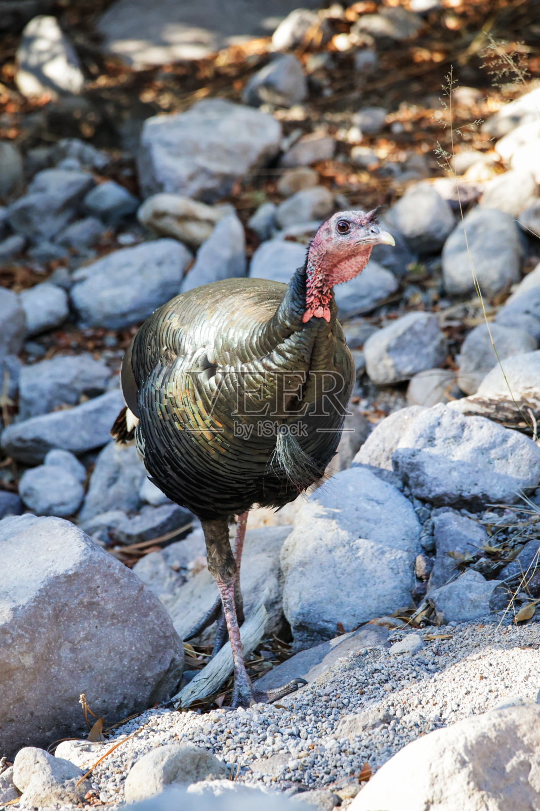 古尔德的土耳其奇里卡瓦国家纪念碑照片摄影图片