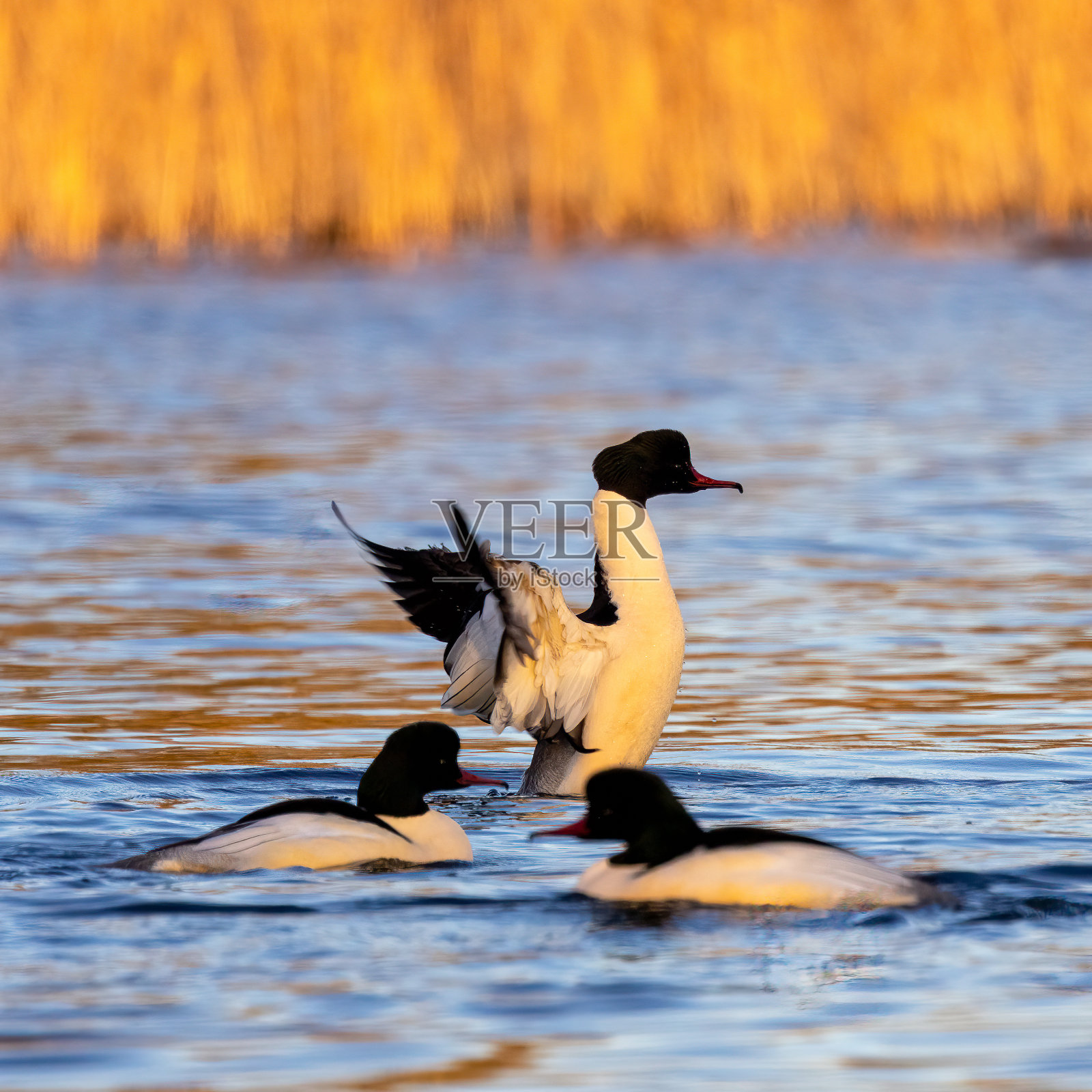 大秋沙鸭优雅地滑过水面照片摄影图片