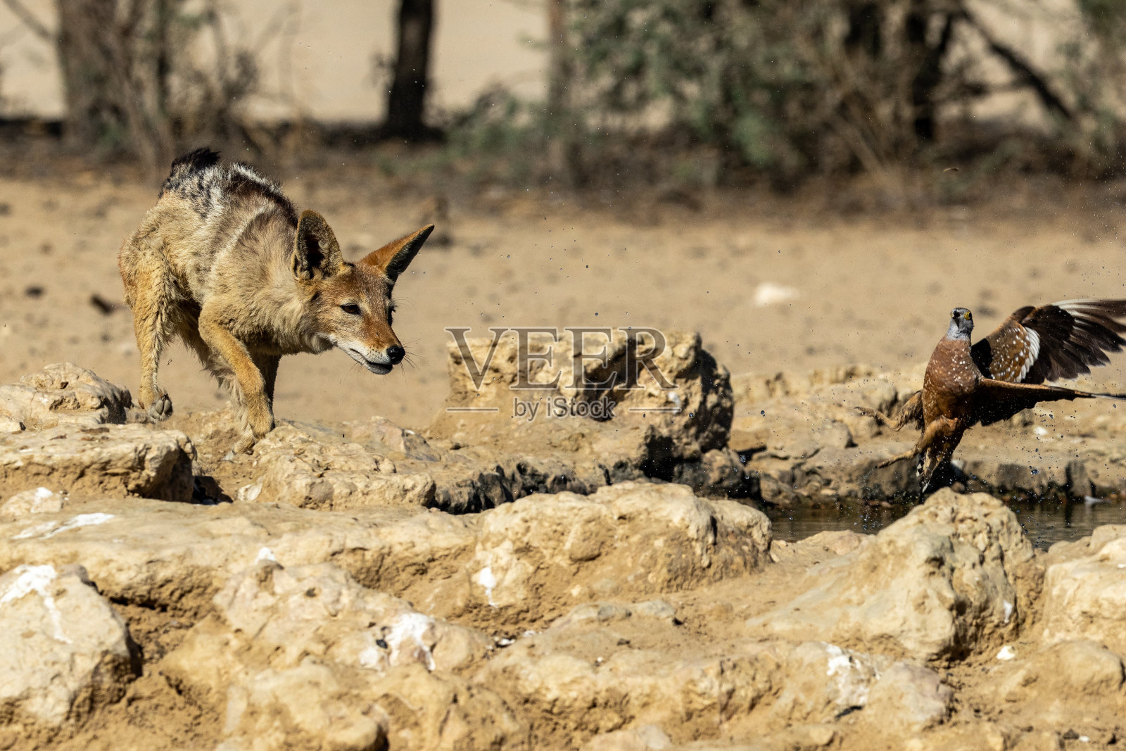 卡拉哈里跨国境公园的布氏沙鸡照片摄影图片