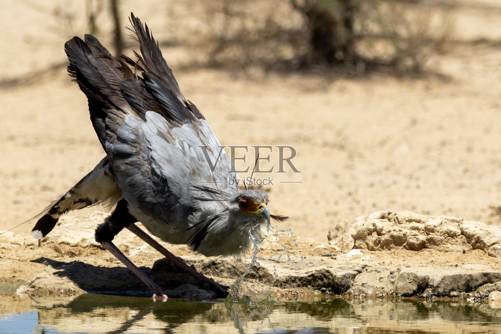 在喀拉哈里喀拉加迪跨境公园的库比杰夸普，秘书鸟(蛇人马座)正在喝水照片摄影图片