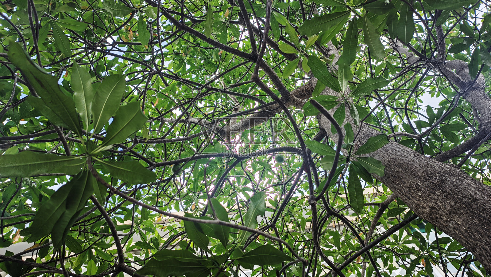 从下面看茂盛的树木照片摄影图片