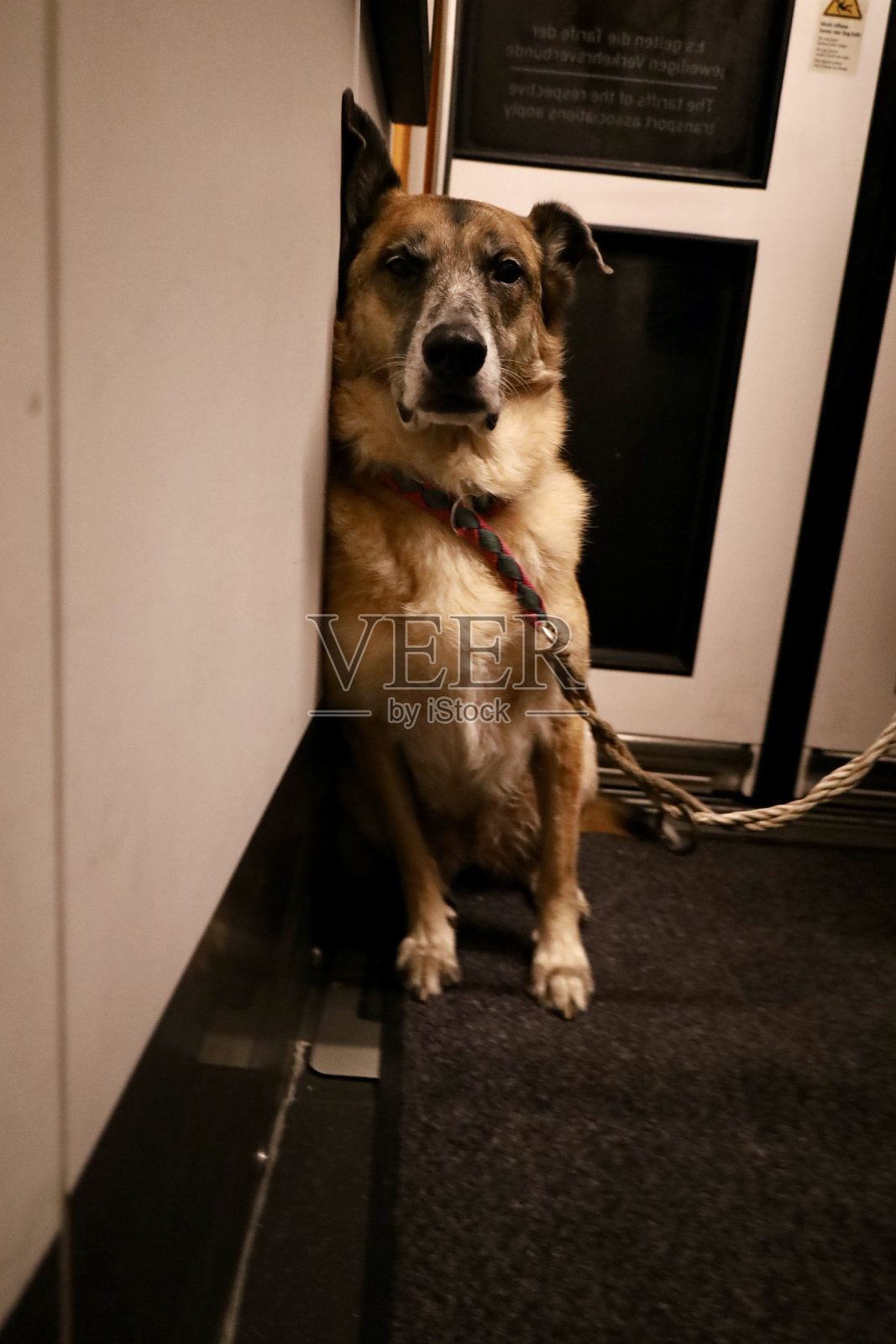 火车上的狗乘客，又累又沮丧照片摄影图片