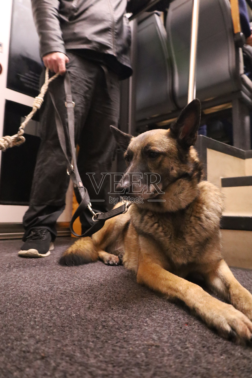 火车上的狗乘客照片摄影图片