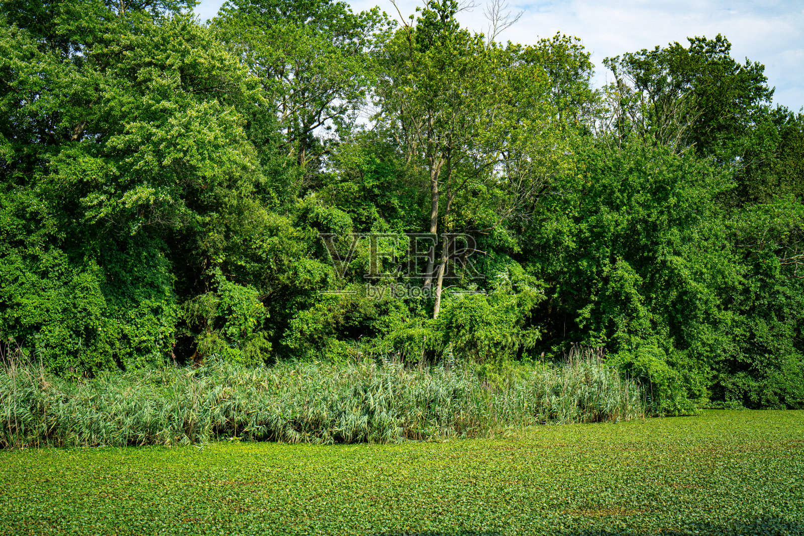 荷叶、荸荠苗等水生植物在池塘上的自然生长照片摄影图片